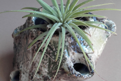 Maceta para clavel de aire.